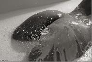 Bodyparts